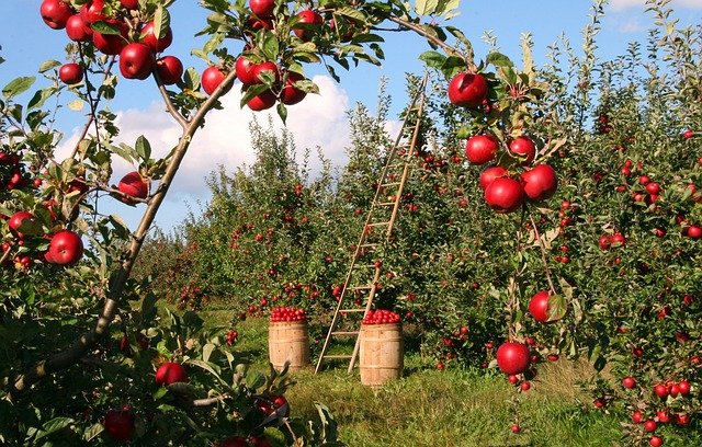 Proroga scadenza Bonus Ristorazione